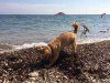 Julio enjoying a well-deserved dig on a 'doggy beach' at Alicante, on his way home to Málaga. 